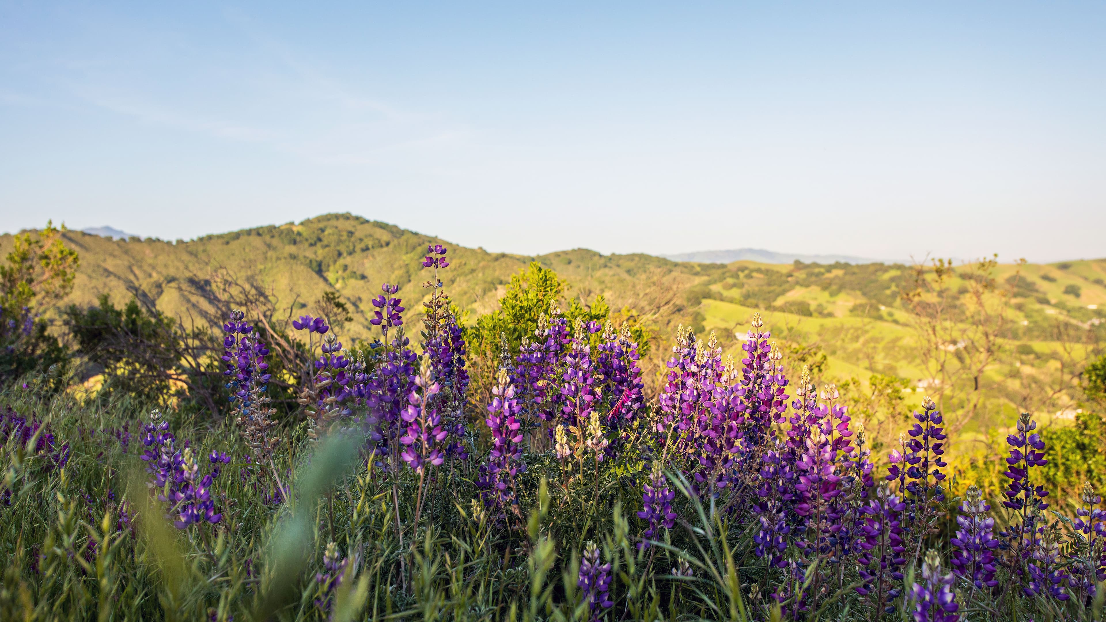 Las Trampas Regional Wilderness
