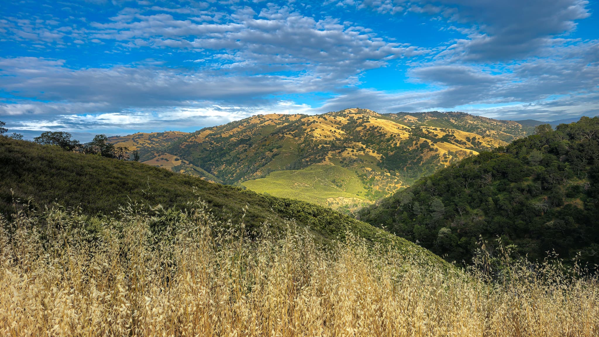 Ohlone Regional Wilderness