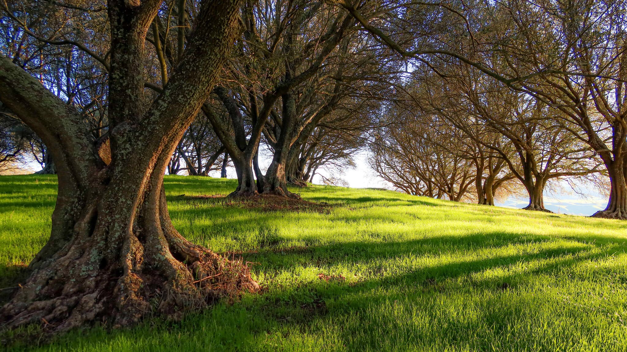 Pleasanton Ridge Regional Park