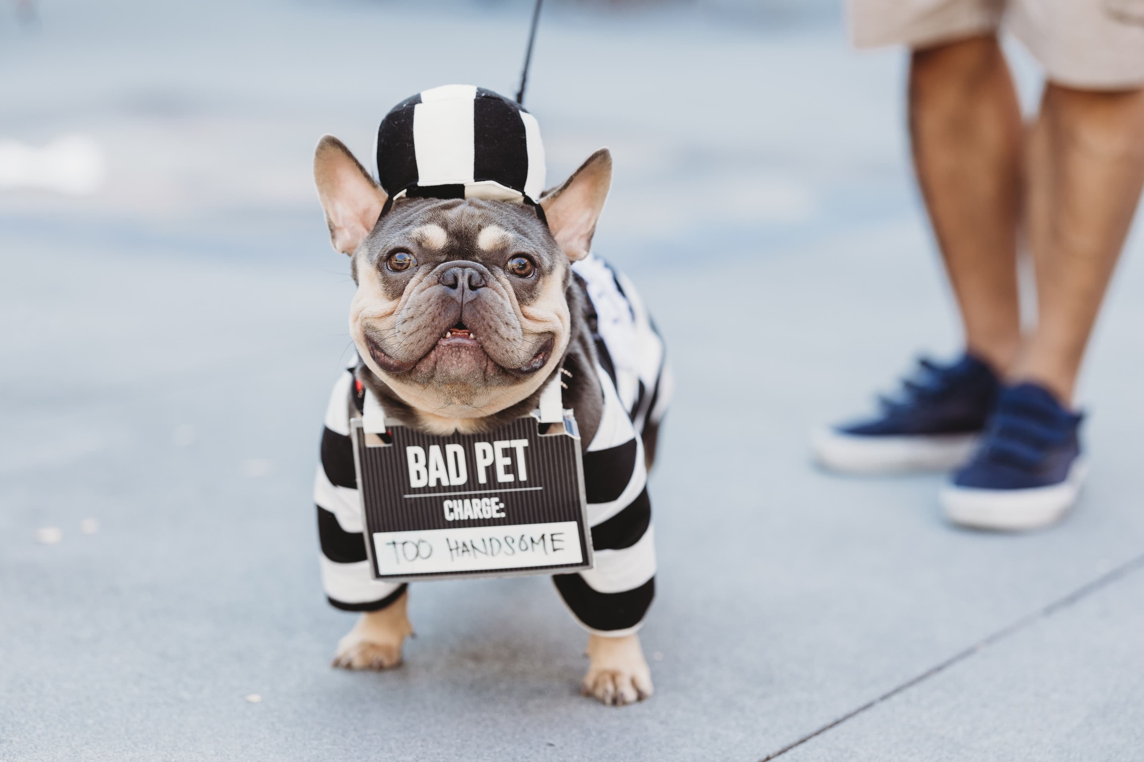 Howl-O-Ween: Halloween pet costume parade