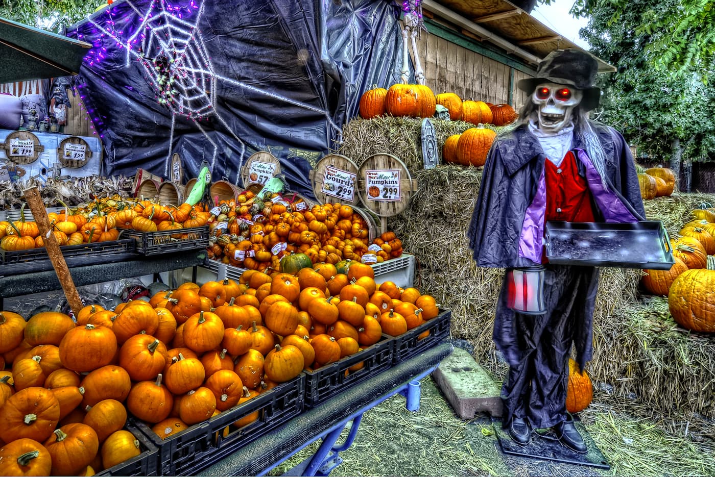 Windmill Farms pumpkin patch and petting zoo
